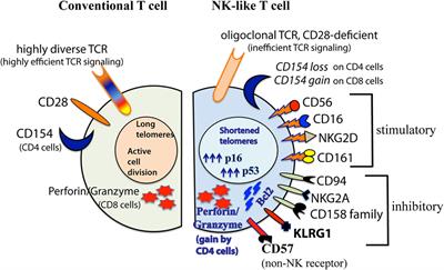 Functionally Diverse NK-Like T Cells Are Effectors and Predictors of Successful Aging